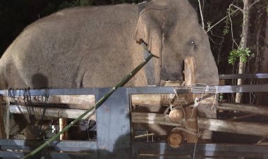 ป่าไม้ 150 นายล้อมจับระทึกช้างป่า"สีดอโหนก"ขนขึ้นสิบล้อคืนสู่ถิ่น