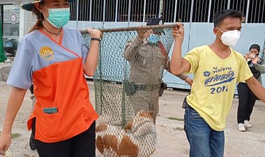 ระทึก!ตำรวจ-ปศุสัตว์ ระดมไล่จับสุนัขบางแก้วคลั่งกัดคน