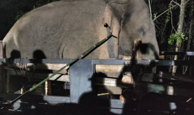 ชาวบ้านโล่งอก! จนท.ส่งช้างป่าสีดอโหนกกลับถึงกลางป่าเขาอ่างฤาไนแปดริ้ว(มีคลิป)