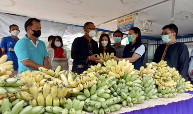 อำเภอขุนหาญ มอบกล้วยให้แก่โรงพยาบาล 3 แห่งช่วยเหยื่อโควิด