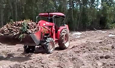 เกษตรกรเร่งเก็บผลผลิตไร่มันหลังช้าป่าสีดอโหนกกลับคืนถิ่น (มีคลิป)