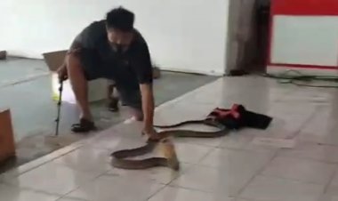 พนง.ตกใจกล่องพัสเคลื่อนไหวเองได้เปิดแทบช็อกงูจงอางยักษ์กระโดดใส่ (ชมคลิป)