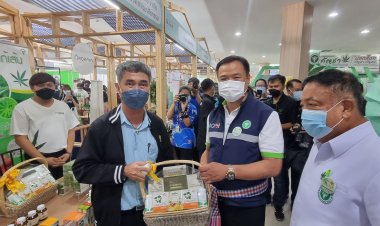 "ไทยเฮิร์บ"ส่งตำรับยากัญชา “ศุขไสยาศน์-แก้ลมแก้เส้น”รุกตลาดสุขภาพ