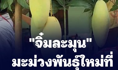 "จิ๋มละมุน" มะม่วงพันธุ์ใหม่ที่ต้องลอง
