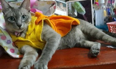 มาแล้วลูกจ๋า   ชุดโกโกวาที่หนูอยากได้   โกโกวาที่หนูอยากใส่....นั้น    ตอนนี้  ความนิยมลามมาถึงผู้รักแมวเหมียว