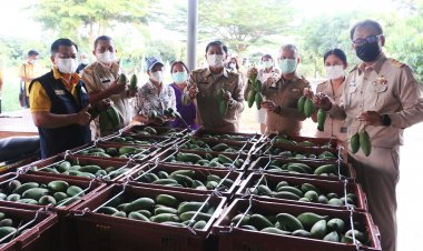 ชาวสวนมะม่วงพิจิตรปลื้มพาณิชย์-เกษตร-อตก.ช่วยซื้อผลผลิตพยุงราคา