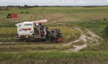 ADB ให้ทุนสนับสนุนโครงการปรับปรุงคุณภาพข้าวและการผลิต(ชมคลิป)