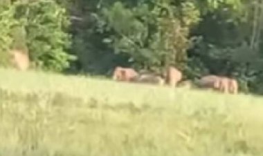 อากาศร้อนแล้งอาหารขาดแคลนโขลงช้างป่าลงเขายึดพื้นที่การเกษตร