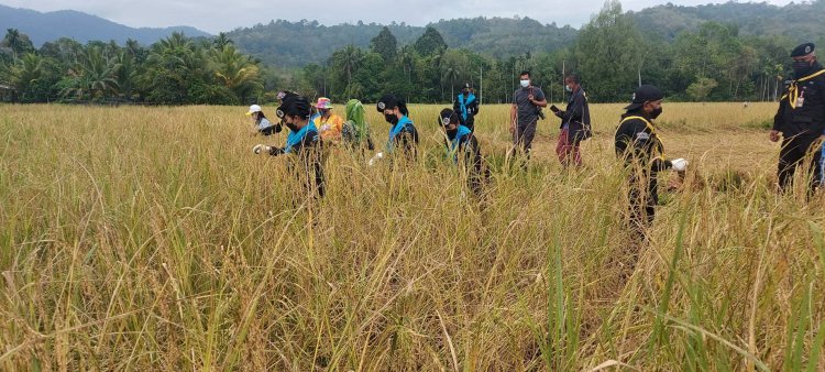 ผบ.ฉก.ทหารพราน 45 ร่วมใจชาวบ้านนิบงระแงะ "ลงแขกเกี่ยวข้าว"