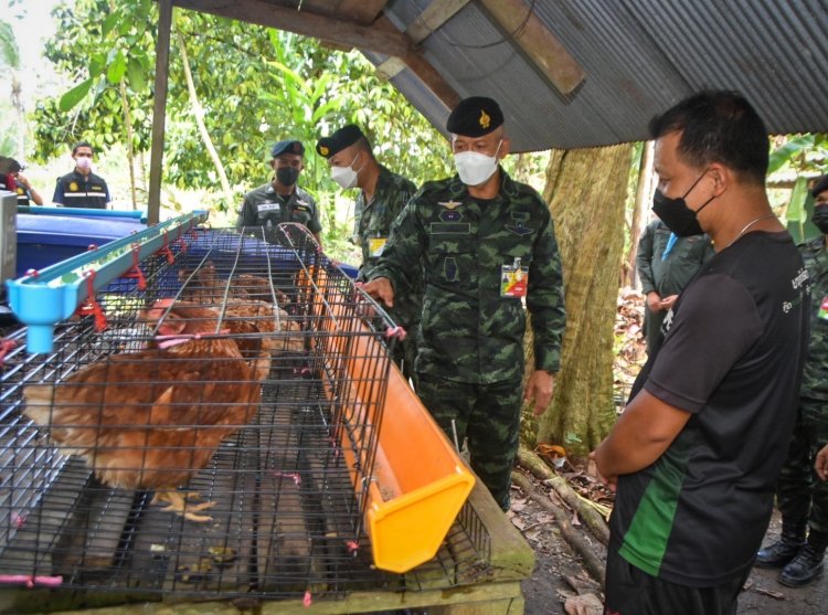 ทหารลุยส่งเสริมคนนราฯเลี้ยงไก่ไข่ลดรายจ่าย เพิ่มรายได้