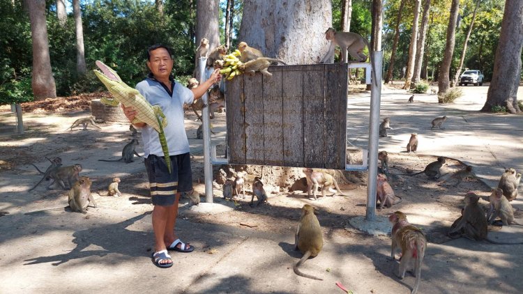 แห่ให้อาหารลิงหิวโซขออาหารประทังชีวิตจนโดนรถทับตายรายวัน (ชมคลิป)