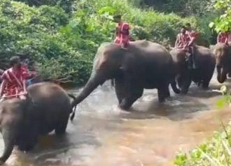 "วันช้างไทย" อนุรักษ์ช้างไทย วิถีไทย มรดกโลก ที่บ้านเพราะช้าง-ยะพอ