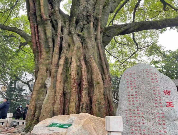 "ฉงชิ่ง"สุดยอดชุบชีวิต “ต้นไม้โบราณ-ล้ำค่า”กว่า 700 ต้น