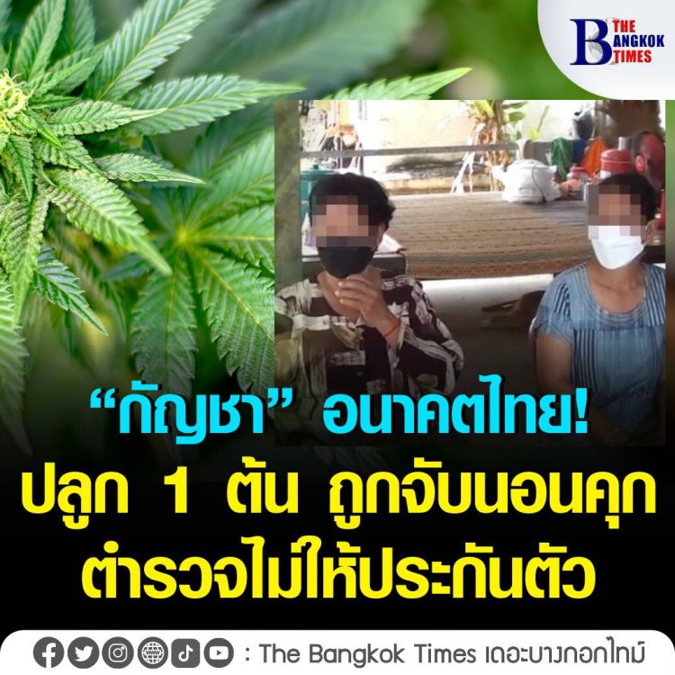 “กัญชา” อนาคตไทย! ปลูก 1 ต้น ถูกจับนอนคุก - ตำรวจไม่ให้ประกันตัว 