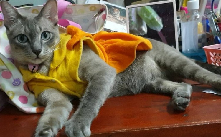 มาแล้วลูกจ๋า ชุดโกโกวาที่หนูอยากได้ โกโกวาที่หนูอยากใส่....นั้น ตอนนี้ ความนิยมลามมาถึงผู้รักแมวเหมียว