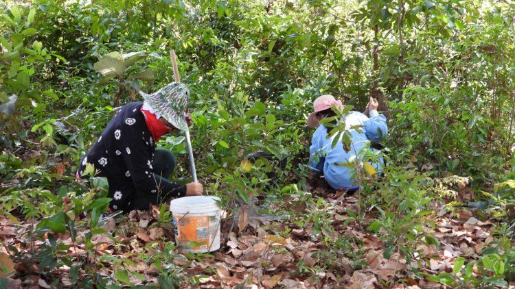 ชาวบ้านศรีสะเกษ เข้าป่าหาขุดแมงจีนูนแดงทำเมนูเด็ด (มีคลิป)