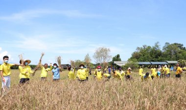 บูรณาการ 3 ฝ่ายลงแขกเกี่ยวข้าว สืบสานวิถีพหุวัฒนธรรมเมืองนราฯ