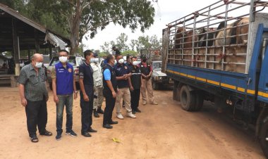 นอภ.อุทุมพรพิสัยนำคณะลงพื้นที่ตรวจเข้มตลาดนัดโค-กระบือ ส้มป่อยน้อย (มีคลิป)