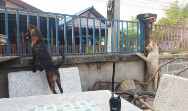 นิสัยแปลก!2เจ้าตูบเพื่อนชี้ อยากรู้อยากเห็นเรื่องราวของชาวบ้าน (ชมคลิป)