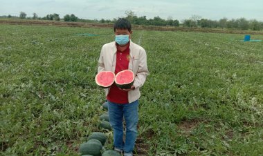 เกษตรกรโคราชเฮ!พายุฤดูร้อนหอบฝนตกช่วยเติมเต็มแตงโมหวานฉ่ำ (ชมคลิป)