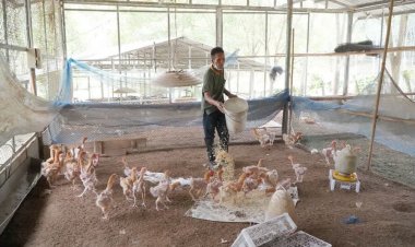 พิษโควิด!กระทบหนักเกษตรกรเลี้ยงไก่เบตง (มีคลิป)