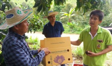 มังคุดเบตงอร่อย ปลอดภัย ใส่ใจสุขภาพ