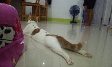 นอนธรรมดาโลกไม่จำ!เจ้าเมียวนอนเหยียดตัวของมันให้ยาวออกไปเลย