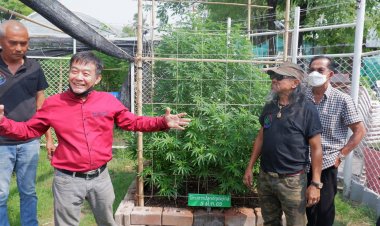 เสี่ยเปี๊ยก สตางค์ ทำบุญวิสาหกิจชุมชนกัญชงกัญชาศึกษา