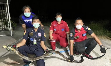 หลวงพ่อสุดช็อก!เข้าห้องน้ำเจองูจงอางยักษ์อยูในชักโครก(มีคลิป)