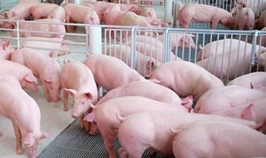 ผู้เลี้ยงหมูชี้อากาศแปรปรวน  ทำเกษตรกรมีต้นทุนเพิ่ม