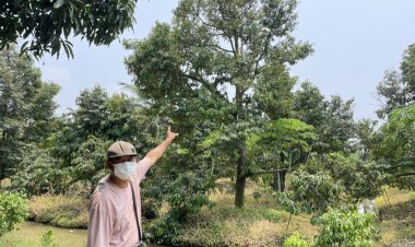 เจ้าของสวนทุเรียนหนองเสือชื่อดังครวญผลผลิตน้อยเพราะอากาศแปรปรวนอาจจะต้องเลิกปลูก