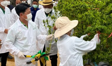 ผวจ.ชลบุรี เปิดฟาร์ม สามัคคีฟาร์ม เพาะปลูกต้นกัญชงเชิงพาณิชย์