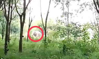 ชาวนาดีผวาช้างป่าทับลานโผล่ทำลายพืชไร่รายวัน (มีคลิป)