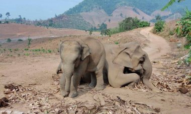 สลด!แม่ช้างพาลูกน้อยหากินเผลอกินสารพิษตาคาไร่ข้าวโพด