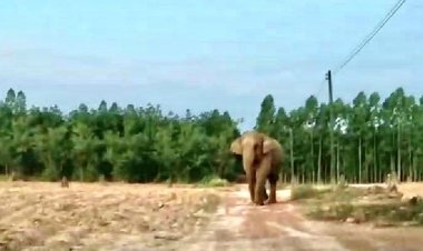 ระทึกทั้งหมู่บ้าน!ช้างป่าทับลานจู่โจมบ้านเรือนกลางดึก (มีคลิป)