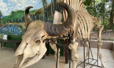อันซีน!โครงกระดูกกระทิงยักษ์หนักกว่า 1,000 กก.@ ผืนป่าเขาใหญ่ (มีคลิป)