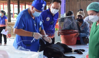 'ศูนย์ Blue House ปชป.’ผนึก‘กรมปศุสัตว์’ลุย‘ฉีดวัคซีน - ทำหมันหมาแมว’ป้องกันโรคพิษสุนัขบ้า