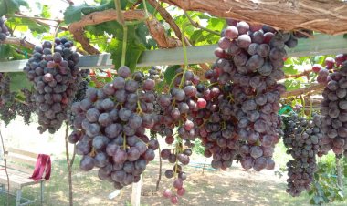 เกษตรกรโนนสูงพลิกผืนนาปลูกไร่องุ่นสร้างรายได้สู้วิกฤติภัยแล้ง