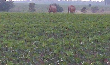 ร้อนแล้งขาดแคลนอาหาร!ช้างป่าลงเขาอ่างฤาไนหากินถิ่นปราจีนฯเดือดร้อนหนัก(มีคลิป)