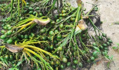 ล้งไต้หวัน “ถอนตัว”ตั้งรง.หมากหลัง"จีน"ชิงลงทุนที่บางกล่ำ