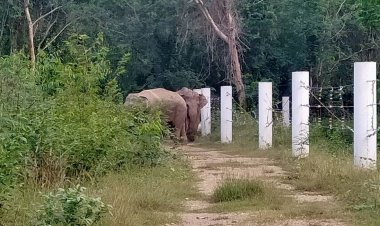 ช้างป่าล้นป่าราบต่ำผืนสุดท้ายของไทยป่ารอยต่อ5จังหวัดภาคตะวันออก (มีคลิป)