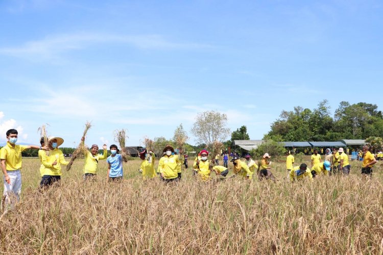 บูรณาการ 3 ฝ่ายลงแขกเกี่ยวข้าว สืบสานวิถีพหุวัฒนธรรมเมืองนราฯ