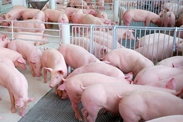 ผู้เลี้ยงหมูชี้อากาศแปรปรวน ทำเกษตรกรมีต้นทุนเพิ่ม