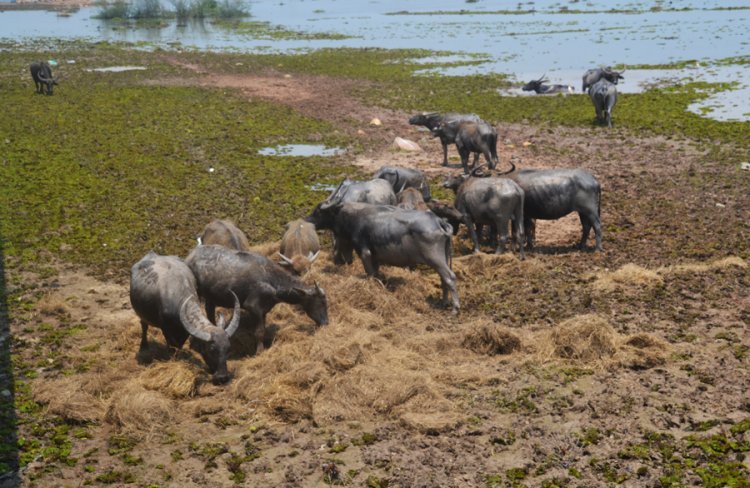 วิกฤติ "ควายน้ำพัทลุง" น้ำท่วมขัง 6 เดือน หญ้าเสียหายอดตายร่วม 100 ตัว สูญตัวละ 25,000 - 26,000 บาท