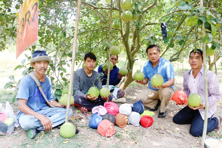 สภาเกษตรผลักดันส้มโอท่าข่อยของดีเมืองชาละวันโกอินเตอร์ทำราคาพุ่งกระฉูด