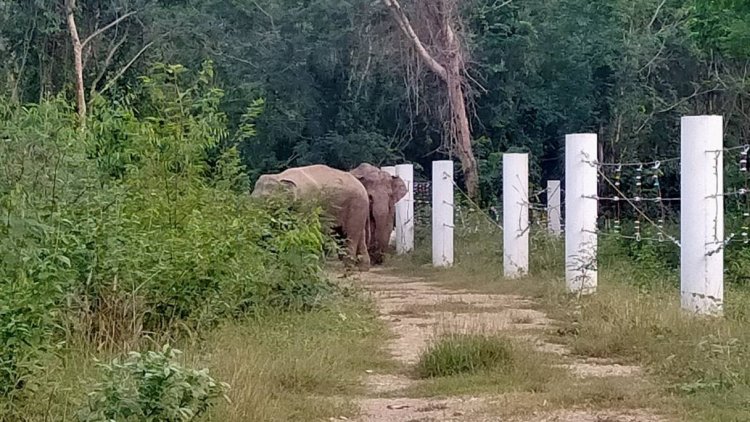 ช้างป่าล้นป่าราบต่ำผืนสุดท้ายของไทยป่ารอยต่อ5จังหวัดภาคตะวันออก (มีคลิป)