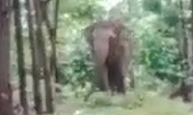 ระทึก!สามพ่อลูกลูกวิ่งหนีช้างป่าหนีตายโกลาหล (มีคลิป)