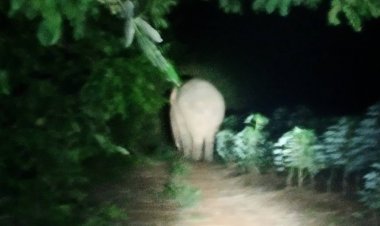 ผวาทั้งหมู่บ้าน!ช้างป่าสีดอโหนกข้ามฟากแปดริ้วกลับมาหากินไกลถึงฝั่งปราจีนฯอีกแล้ว (มีคลิป)