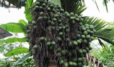 "หมาก"พืชเศรษฐกิจตัวใหม่ราคาพุ่ง 25/กก.สูงสุดในรอบ 22 ปี