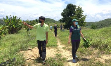 เกษตรอำเภอเบตงลงพื้นที่ดูการออกดอกติดผลของทุเรียน มังคุด เงาะ ลองกอง